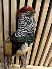 Goldfasan Ausgestopft