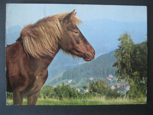 Island pony postkarte - island-pony,