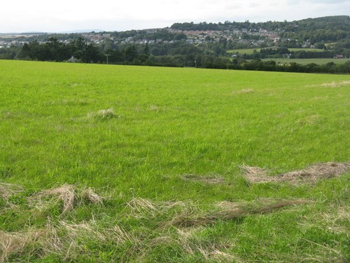 Foto wiese heu oder - a3,