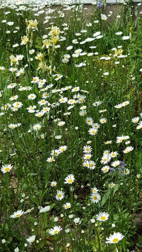Wilde margerite 100 samen - wilde,