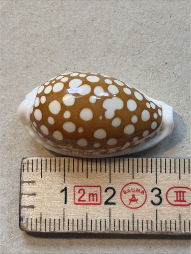 Siebkauri cypraea cribraria - siebkauri/cypraea,