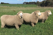 Felsted Fleece: Corriedale