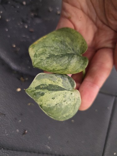 Scindapsus silver cloud - scindapsus,