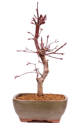 Bonsai acer palmatum - -,