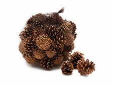 NaDeco Schwarzkiefer Zapfen