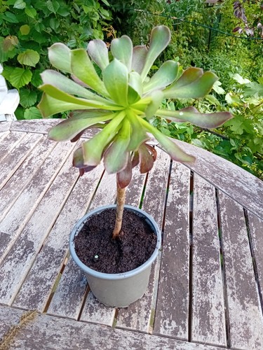 Aeonium arboreum var