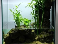 Wasserbambus schnellwachsende grüne Aquariumpflanzen gegen Algen im Aquarium ...