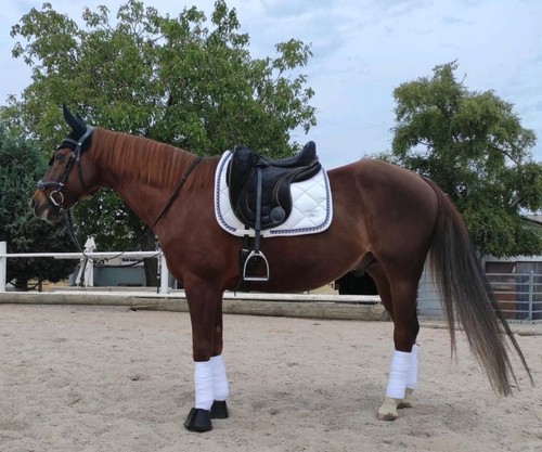 Riderschoice set dressur - riderschoice,