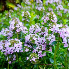 1000 Samen Arznei-Thymian