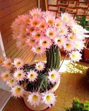 Kaktus  hell-rosa Kakteen