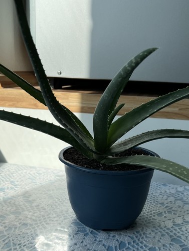 Aloe vera pflanze succulent - vera,