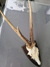 1 Stück Rehgeweihe Reh Bock