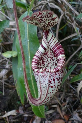 114xz nepenthes borneo - in,