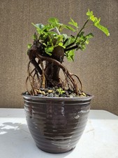 Old Fig Bonsai Tree ( Ficus