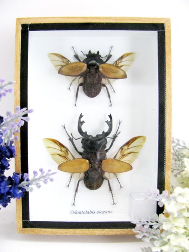 Odontolabis elegans im - -,