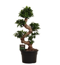 Chinesische Feige Ficus