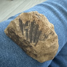 Fossil