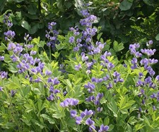 SAMEN Gartenpflanzen-Samen