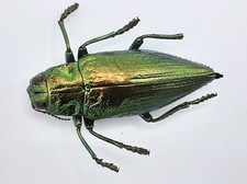 Buprestidae, Chrysodema