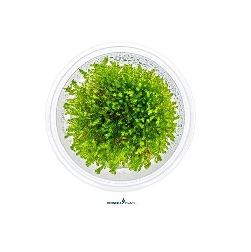 Vesicularia ferriei weeping - vesicularia,