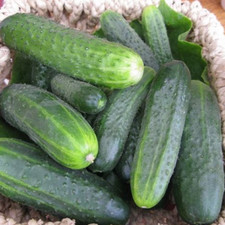 Gurkensamen Hector F1 Gemüse