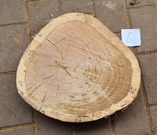 Baumscheibe eiche - baumscheibe, (6)