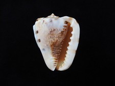 Muschel cassis cornuta 3mm - muschel,