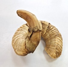 Widderhorn Natur, großes