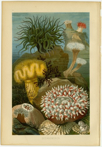 Seeanemonen meer meeresboden - seeanemonen,