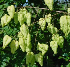 SAMEN winterharte Lampion Baum Frühling frische Saat farbenfrohe Blasen Esche