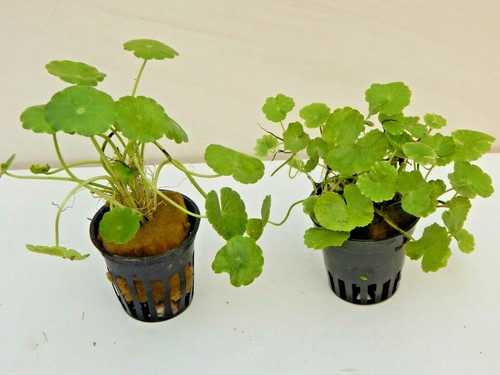 Hydrocotyle leucocephala