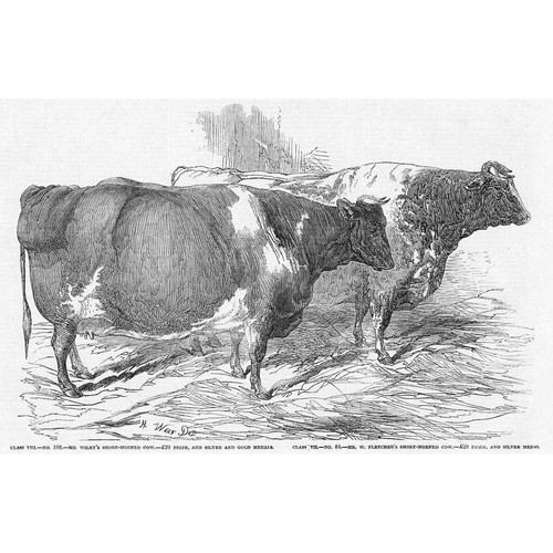 Cattle short horned cows - cattle, at