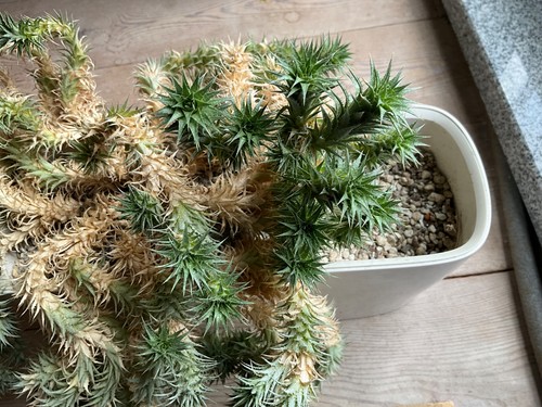 Sukkulente abromeitiella - sukkulente, abromeitiella/