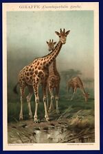 Lithographie anno 1896 -