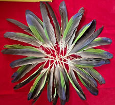 Konvolut mit 34 natürlichen Amazonenpapageien-Federn – Grün/Grau/Blau