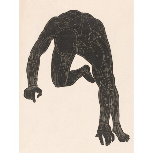 Stolk anatomische studie hals - anatomische,