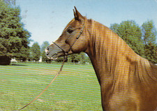 ARABER  Pferd  *  Horse * *