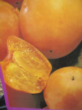 Kakibaum Mela - Sharonfrucht -