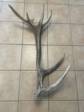 ABWURFSTANGE Rothirsch DEKO