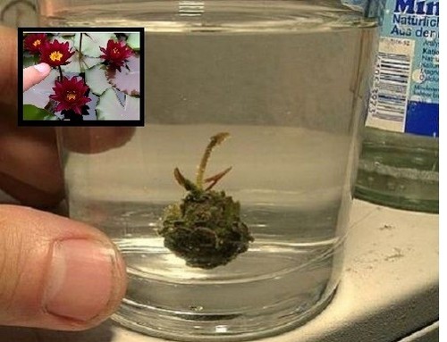 Rote zwergseerose blühend - zwergseerose,