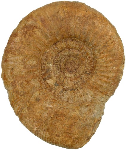 Malm lithacosphinctes - ,