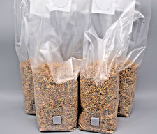 Sterile Bio Körnerbrut Weizen