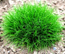 Der Bärenfell- Gras - Traumhafte Farbkombination - Wintergrün -Winterhart