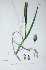 Original alter antiker Druck