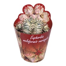 Euphorbia meloformis variegata