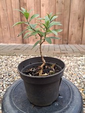 Pre-Bonsai, Buddleja