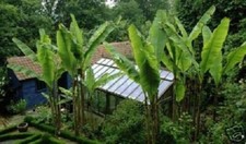 Faser-Bananen Palmen