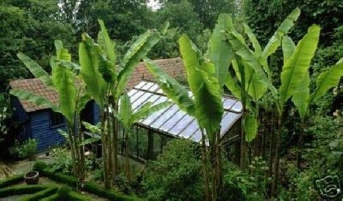 Faser bananen palmen - faser-bananen,