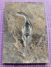 Keichousaurus sp. aus China -
