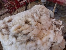ca. 4,5 kg Schafwolle